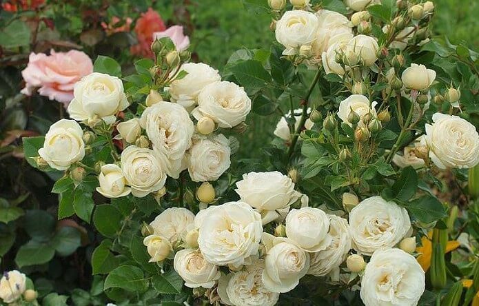 Белые розы на даче