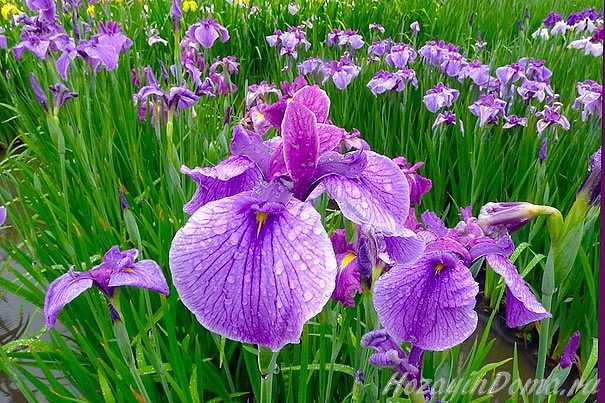 фиолетовые цветки